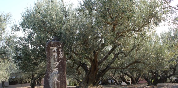 オリーブの原木樹齢100年